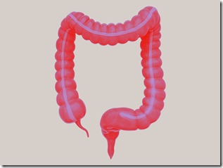 JNJ_BodyIllustration_Interior_Organ_Colon_Colorway01b