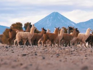 “Yockontur”, proyecto que aporta a la revitalización de la lengua ckunsa llegará a escuelas y comunidades de San Pedro de Atacama