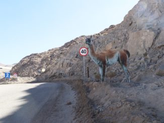 Minera El Abra implementa señalética en caminos de la faena para proteger la fauna local