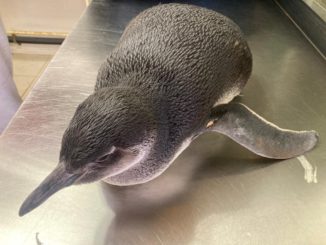 Siguen los varamientos de pingüinos en Antofagasta y Sernapesca reitera el llamado al cuidado a pescadores
