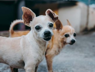 Cáncer en perros: hembras tienen casi tres veces mayor probabilidad de cáncer mamario que mujeres