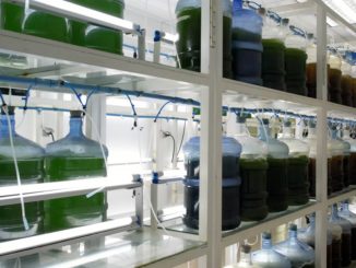 Innovación: Científicos de la UA producirán harina rica en Omega 3 utilizando microalgas y aguas de plantas desaladoras