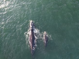 Sernapesca activó protocolos ante avistamiento de una ballena franca austral junto a su cría en las costas de la Región de Antofagasta