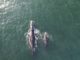 Sernapesca activó protocolos ante avistamiento de una ballena franca austral junto a su cría en las costas de la Región de Antofagasta