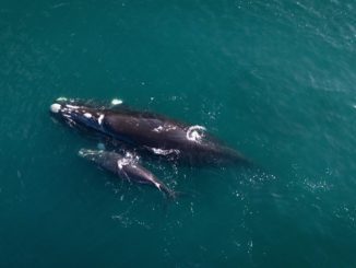 Inusual aumento de avistamientos de ballena franca austral del pacífico sudeste en las costas chilenas se registra durante 2024