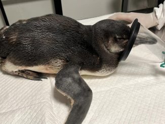 Antofagasta: Con éxito finalizó cirugía para extraer anzuelo del interior de un pingüino de Magallanes