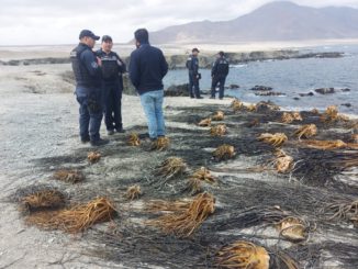 Antofagasta: Fiscalización de Sernapesca en la península de Mejillones detectó 1,8 toneladas de huiro negro extraídos ilegalmente