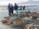 Antofagasta: Fiscalización de Sernapesca en la península de Mejillones detectó 1,8 toneladas de huiro negro extraídos ilegalmente