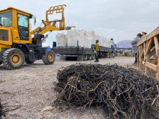 De Tocopilla al mundo: Gracias al apoyo de ProChile, algas regionales comienzan proceso de exportación a China