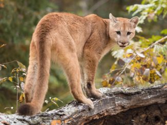 Importancia biológica del puma en Chile