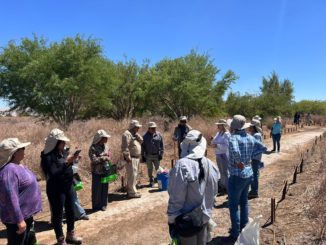 Lomas Bayas y comunidad cosechan los frutos del algarrobo