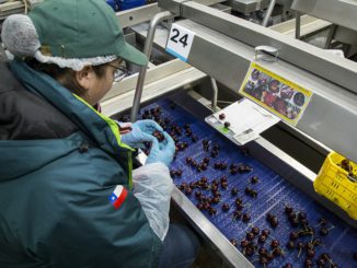 Con el envío de las primeras 10 toneladas SAG inaugura temporada récord de exportación de cerezas chilenas