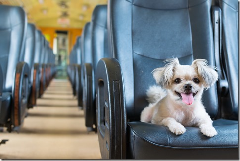 Dog travel by train