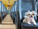 Perros, tortugas y hasta conejos: estas son las precauciones para viajar en bus con tu mascota