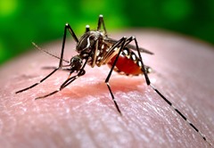 DENGUE