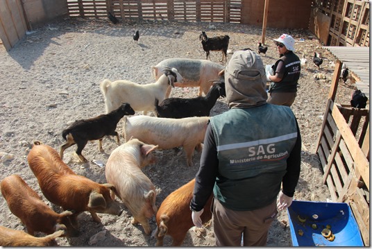 Animales DEA. región SAG